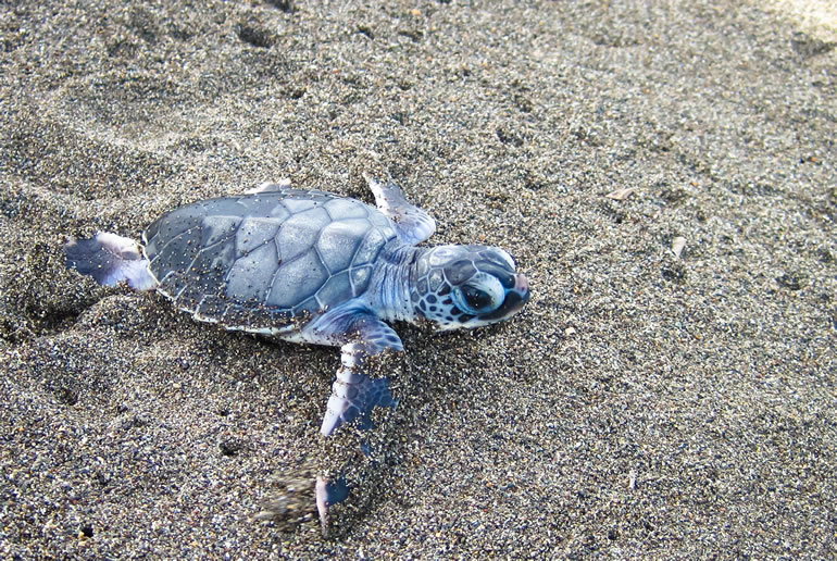 img blog baby green sea turtle on the sand in costa rica 2021 08 26 20 15 02 utc